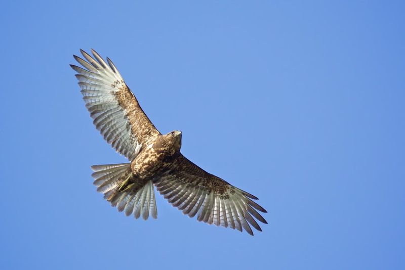 Hawaiian Hawk (ʻIo)