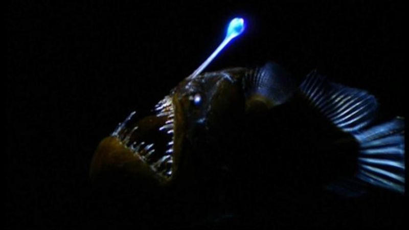 Anglerfish's Lure