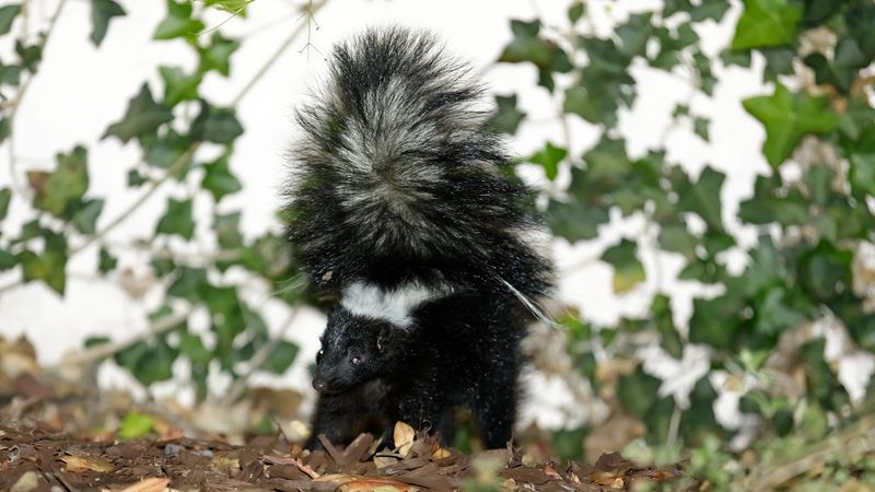 Skunks