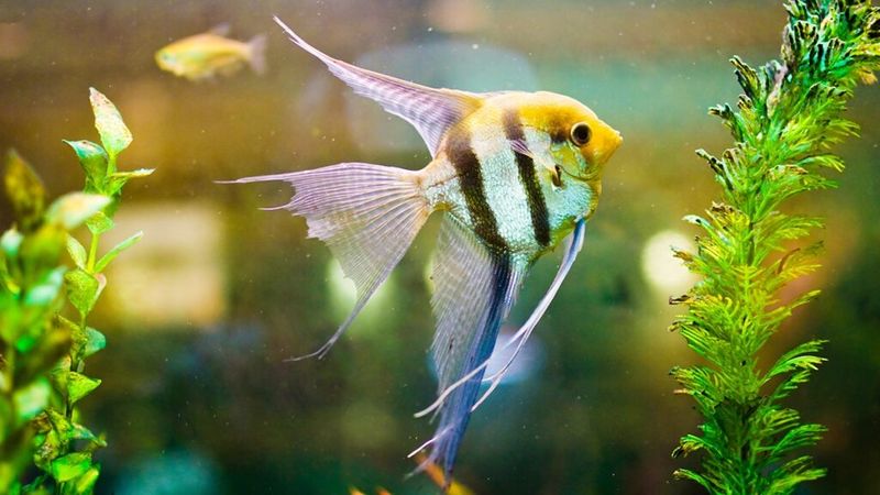 Angelfish Awareness