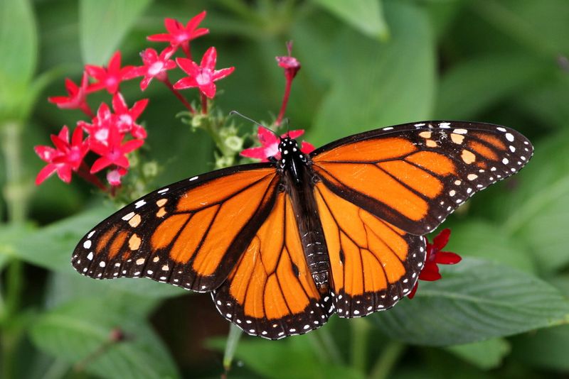 Monarch Butterfly