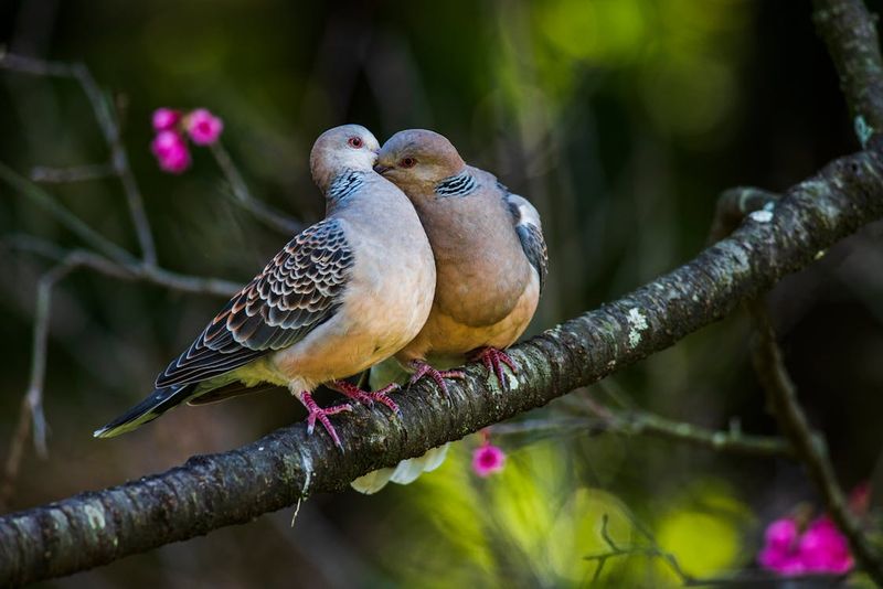 European Turtle Doves