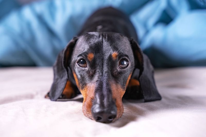 Dachshund