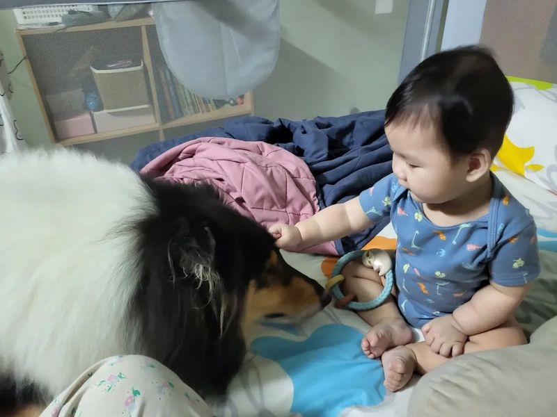 Collie