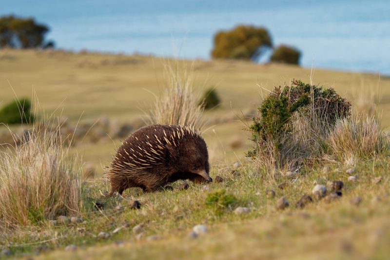 Echidna