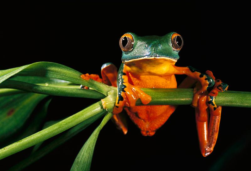 Splendid Leaf Frog