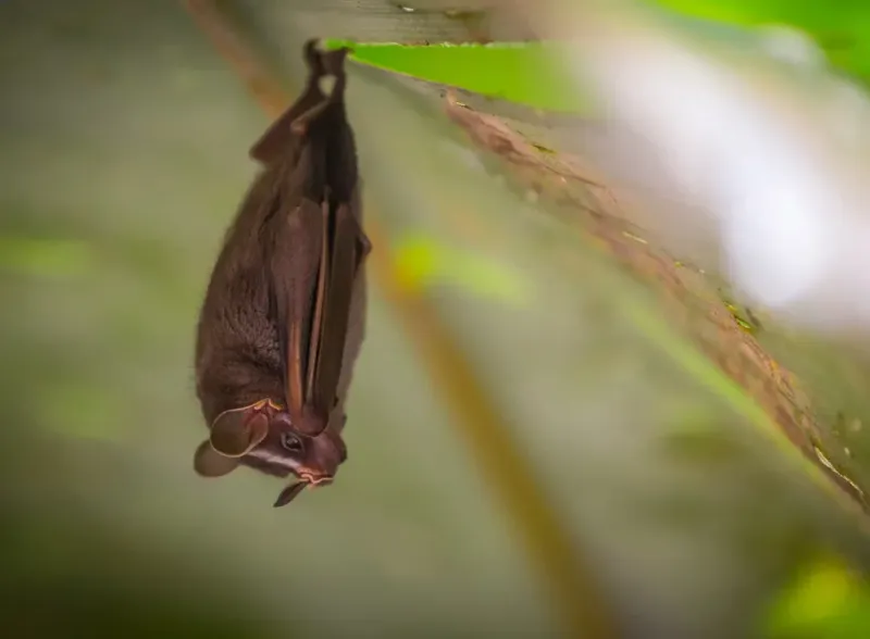 Bats