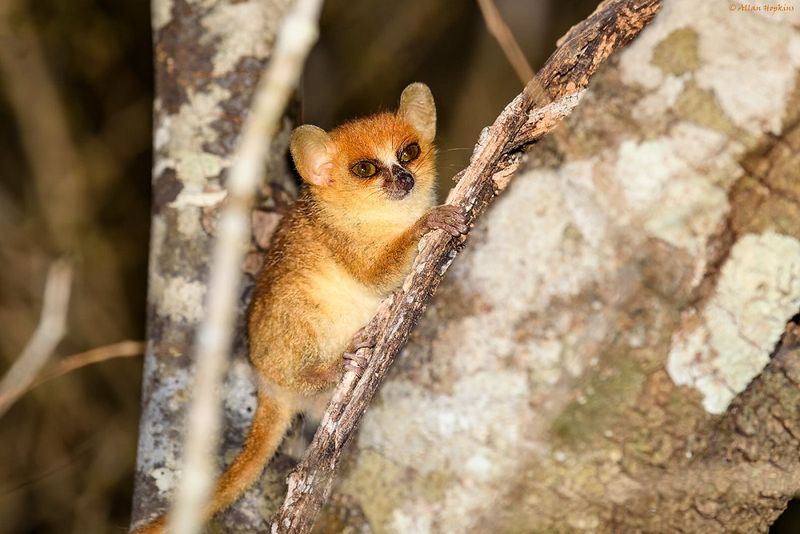 Madame Berthe's Mouse Lemur