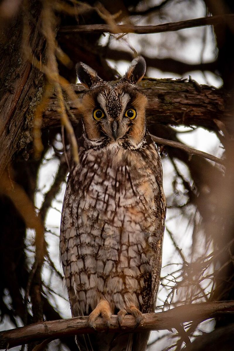 Long-eared Owl