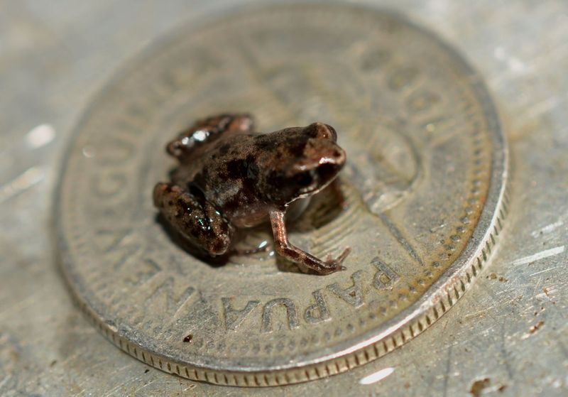 Paedophryne Amauensis