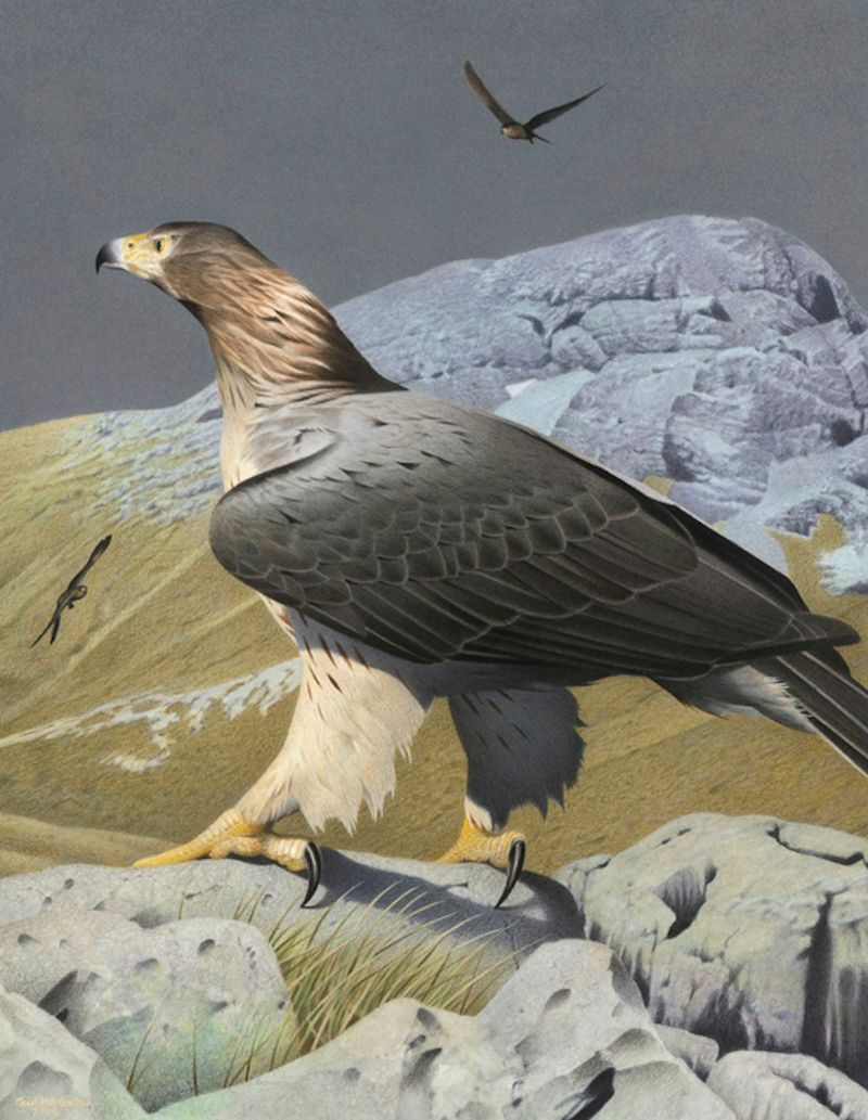 Haast's Eagle