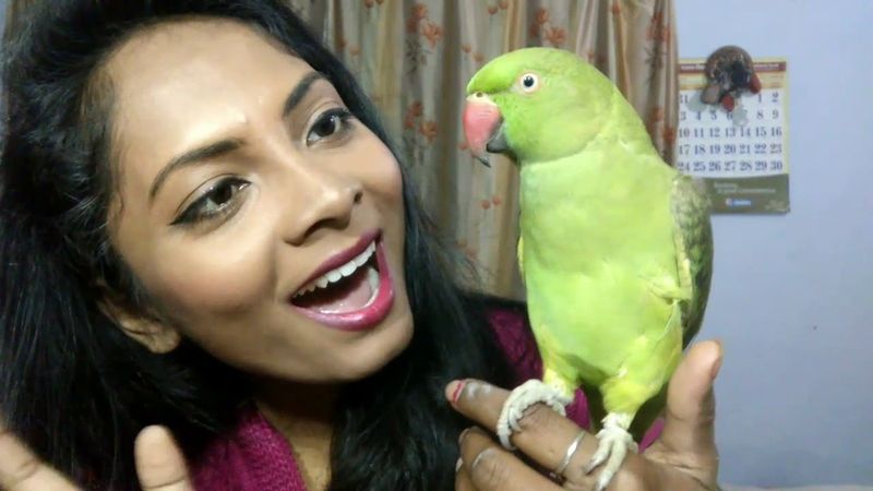Indian Ringneck Parakeet