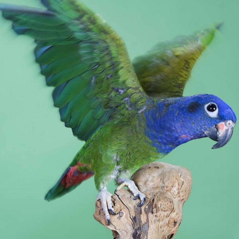 Pionus Parrot