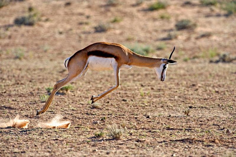 Springbok