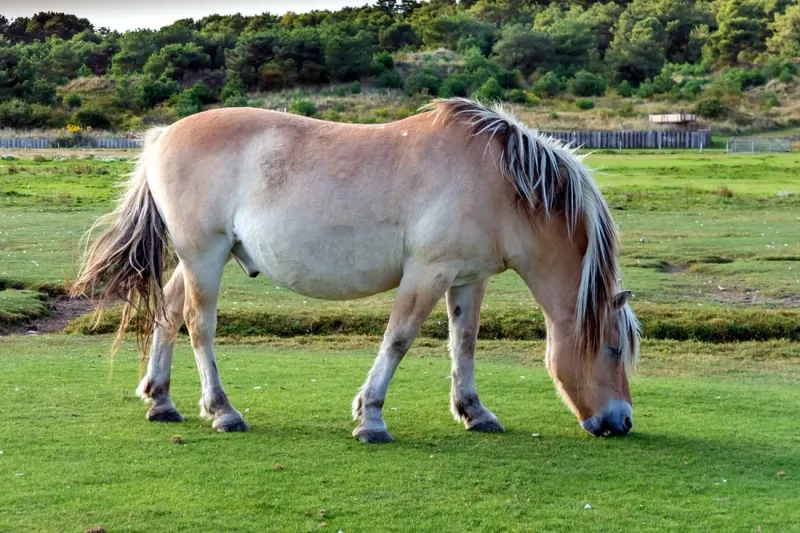 Fjord Horse