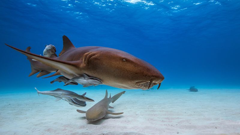 Nurse Shark