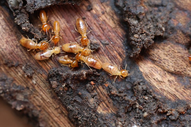 Termite Communication