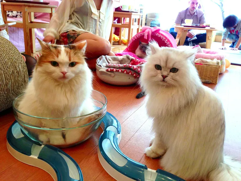 Inadequate Veterinary Care