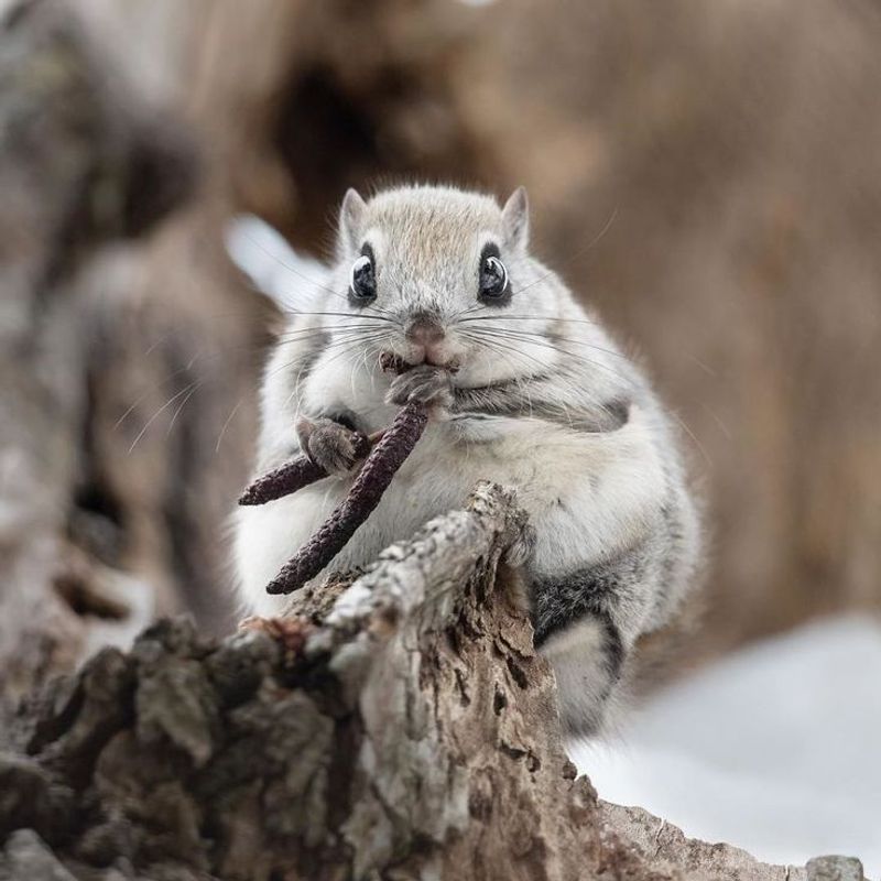 Japanese Dwarf Flying Squirrel