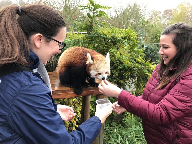 Red Pandas