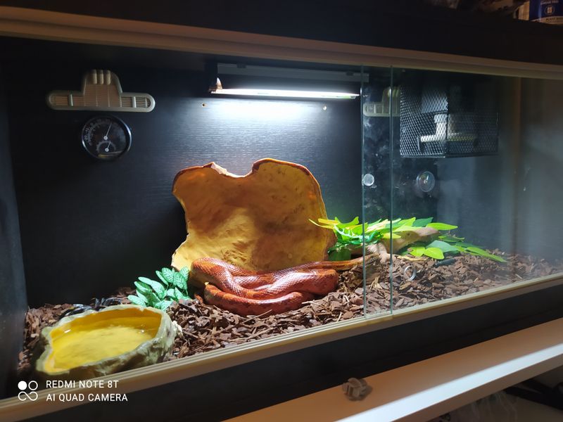 Corn Snake