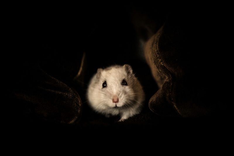 Hamsters Running at Night