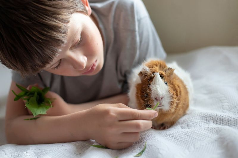 Guinea Pigs