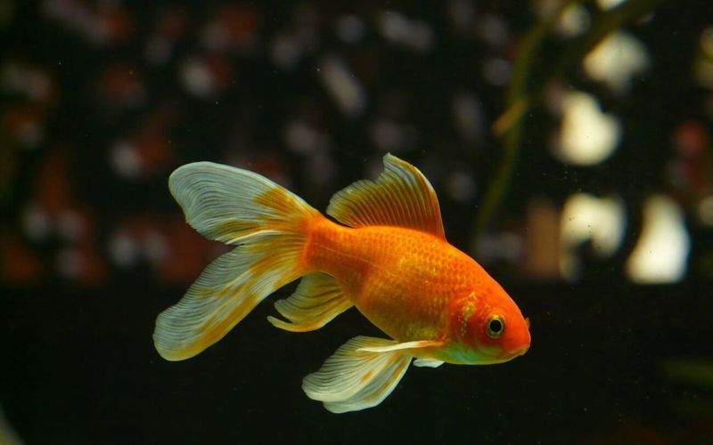 Goldfish