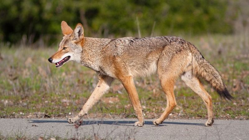 Coyote