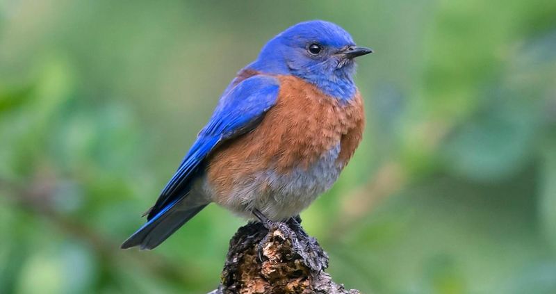 Western Bluebird