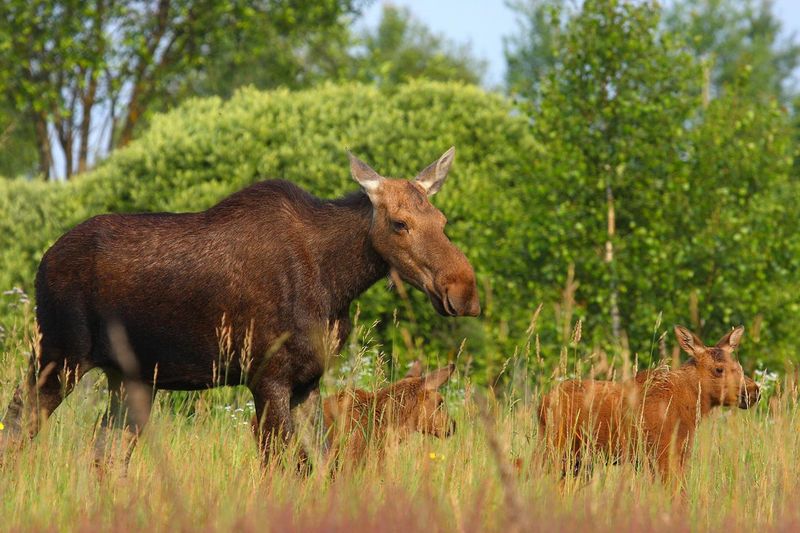 Moose