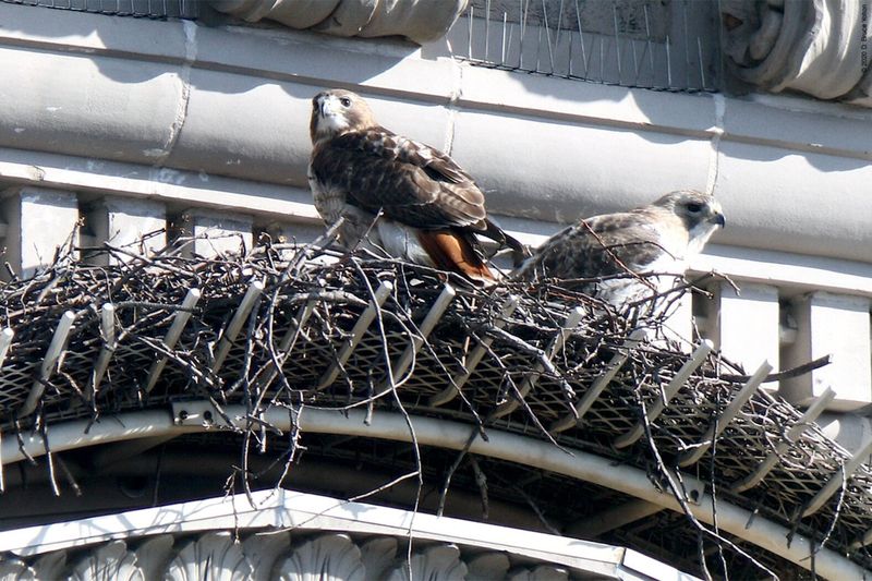 Red-tailed Hawk