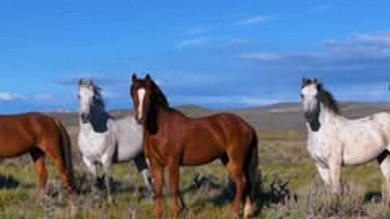 Wild Horses (Mustangs)