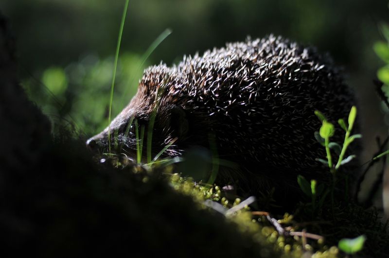 Hedgehogs
