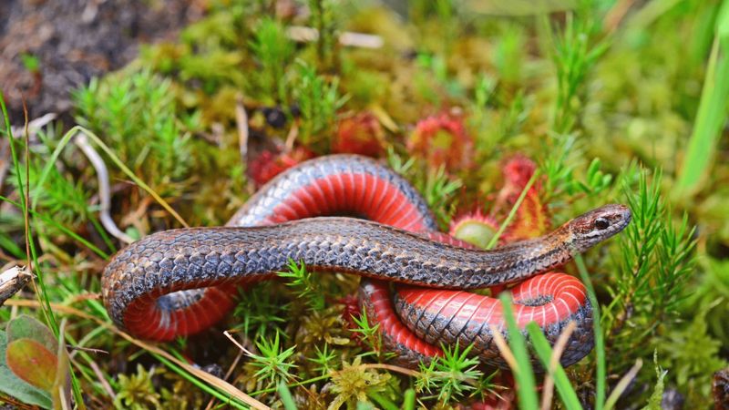 Redbelly Snake