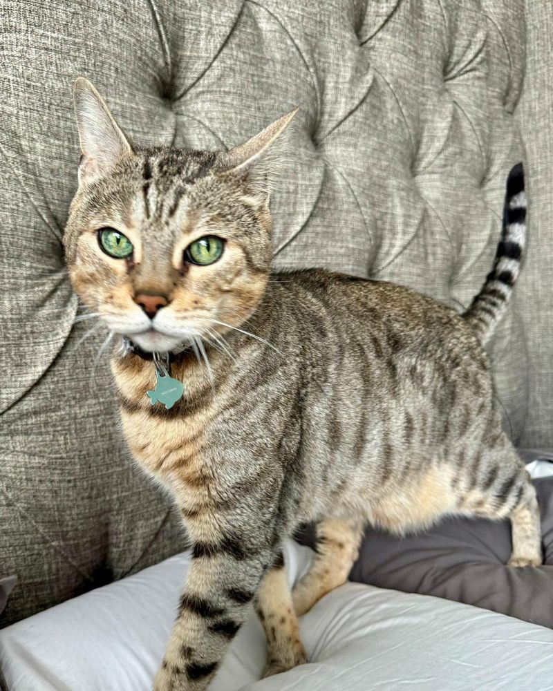 Egyptian Mau