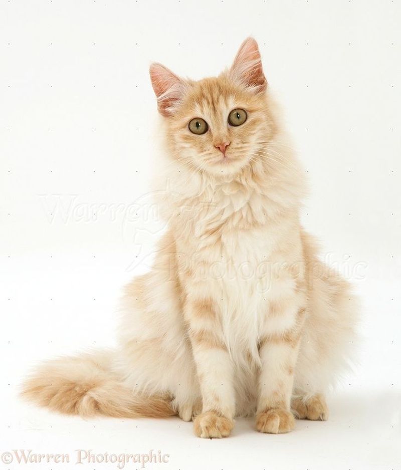 Turkish Angora
