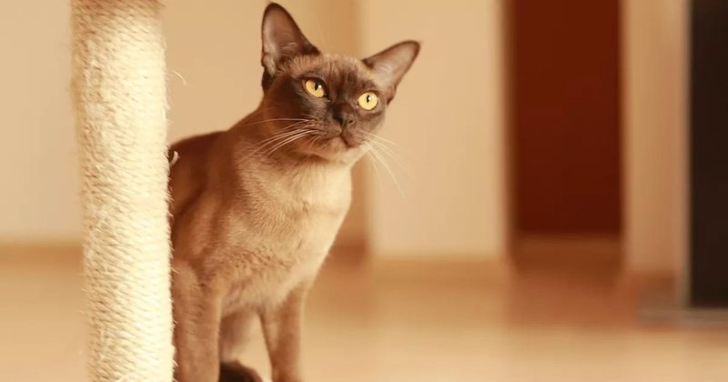 Burmese