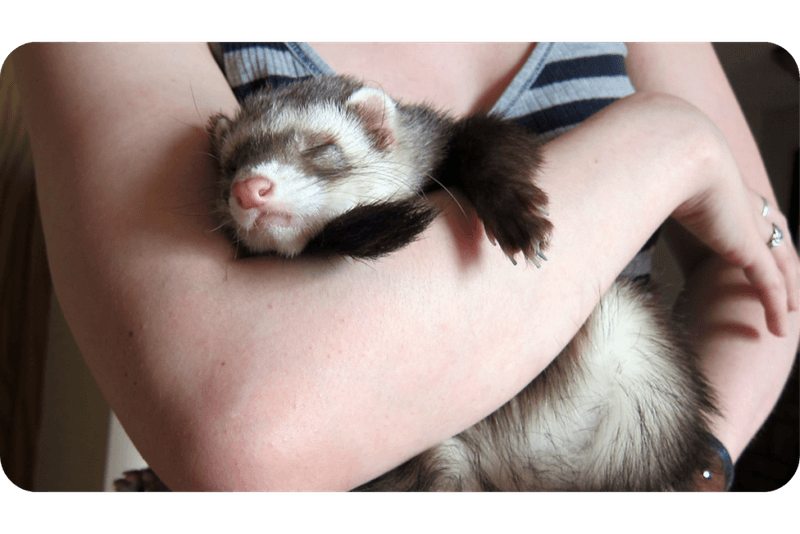 Ferret