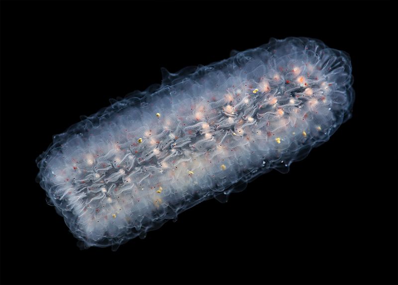 Filter Feeders