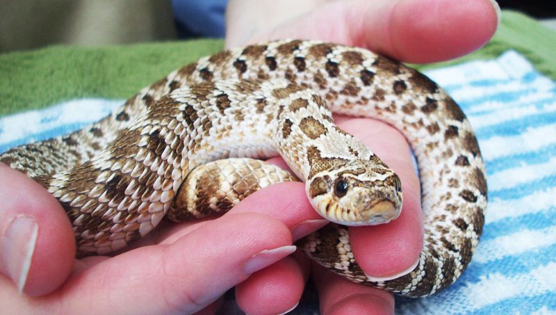Hognose Snake