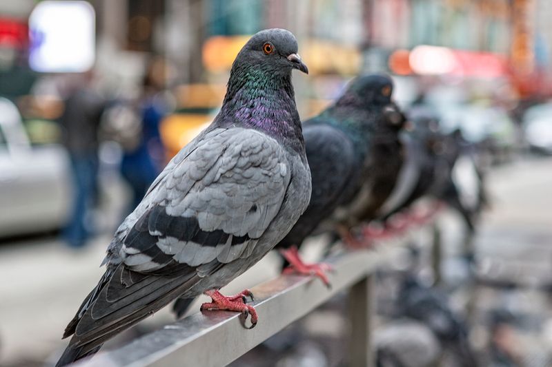 Pigeons (feral populations)
