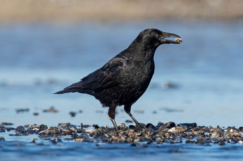 Crows