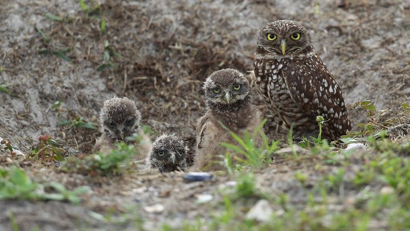 Burrowing Owls Who Moved Into Ghost Towns
