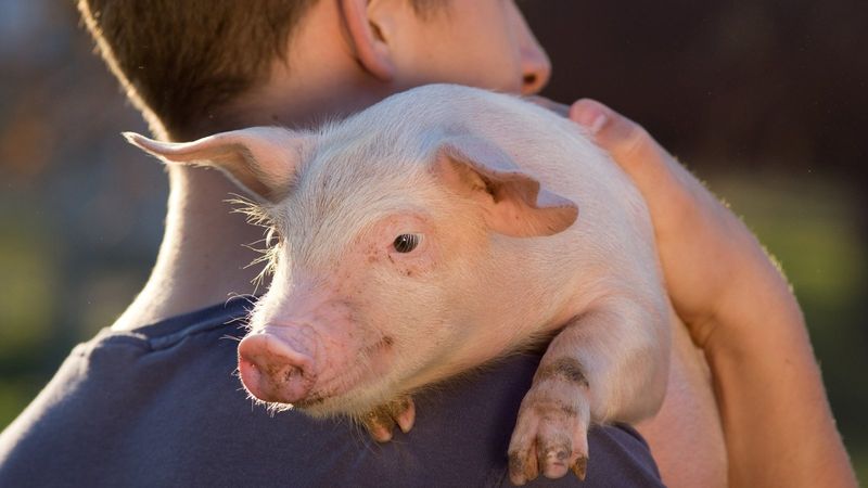 Pigs