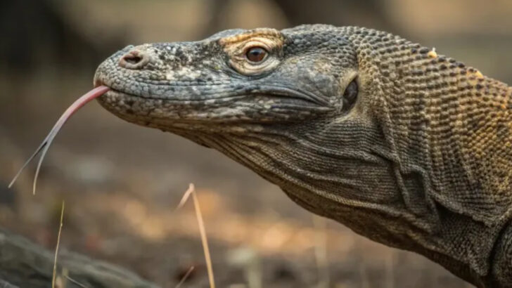 Real Animals That Inspired the Legend of Dragons