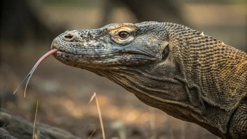 Komodo Dragon
