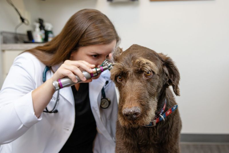 The Role of Regular Vet Checks