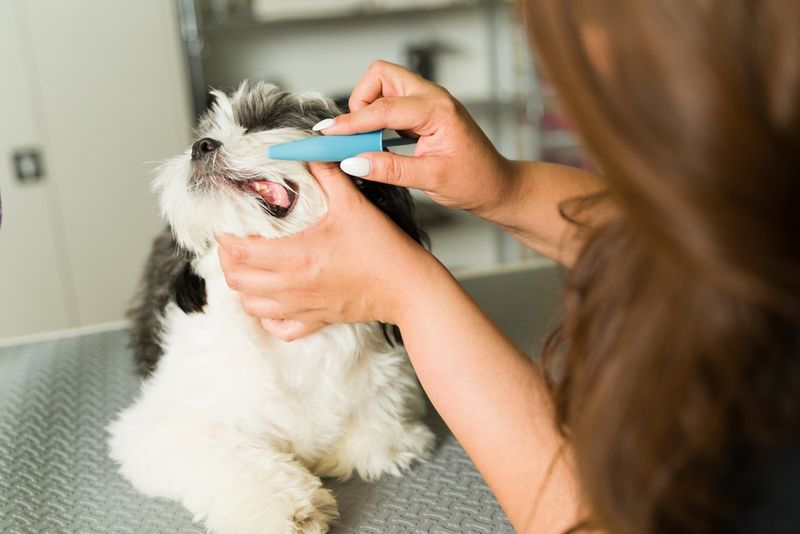 Regular Grooming Routine
