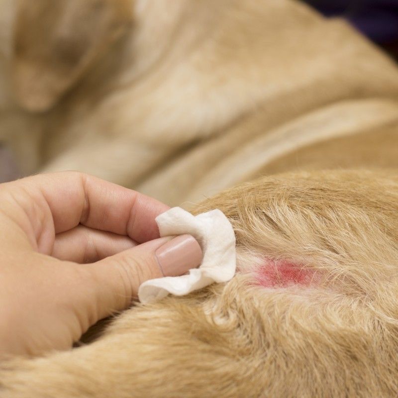 Heartworm Hazard